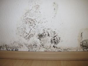 Home Inspection Mold